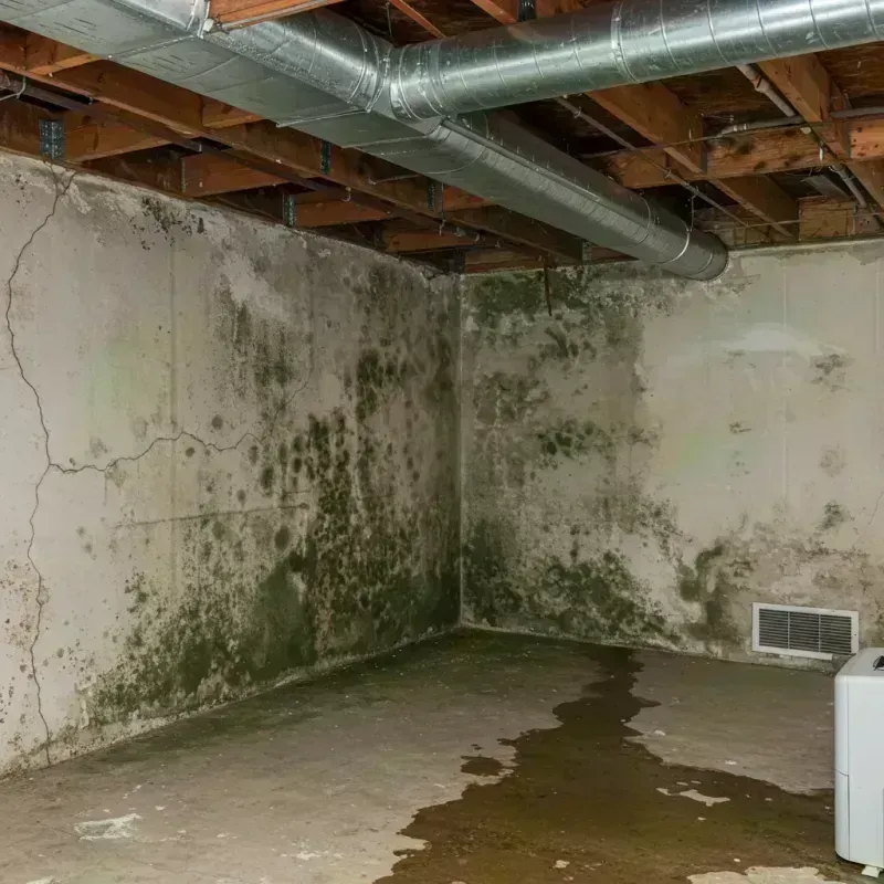 Professional Mold Removal in Gower, MO